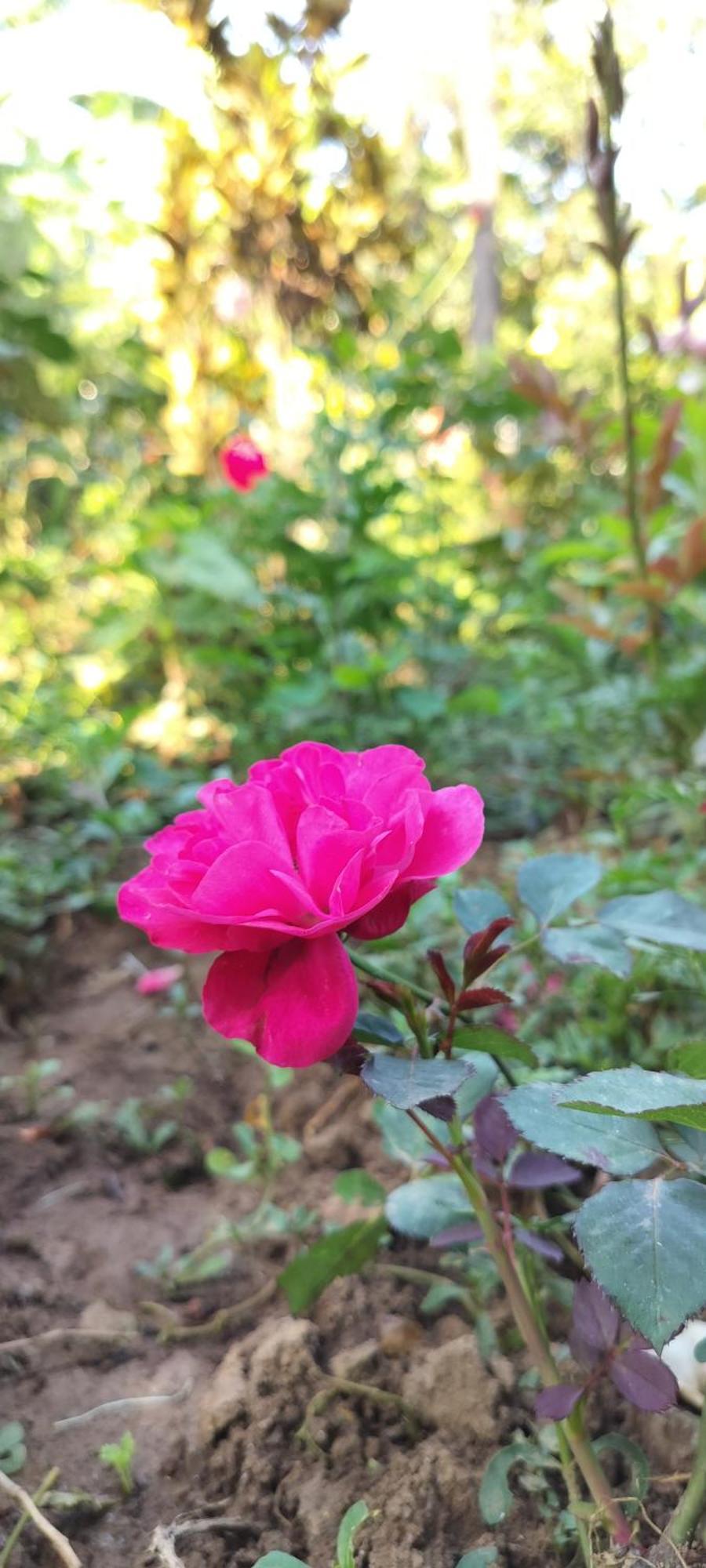 Royal Palm Homestay Madikeri Exteriér fotografie